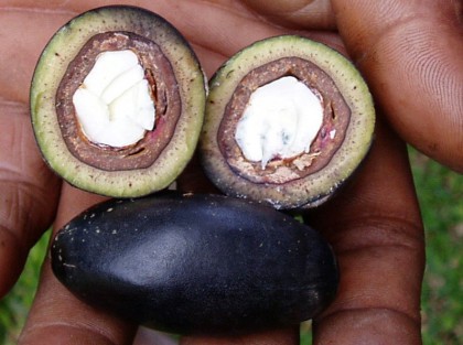 Ngali Nut