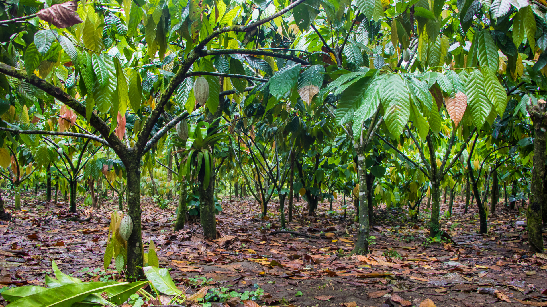 Tree Crop Export Homepage