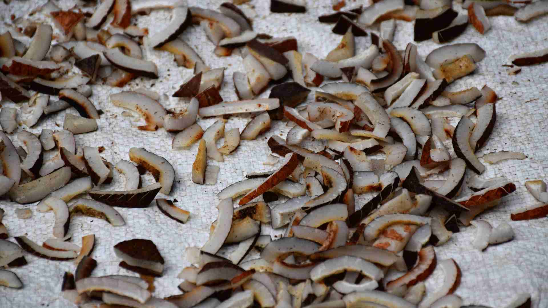 Inspection and Grading for Copra in Solomon Islands