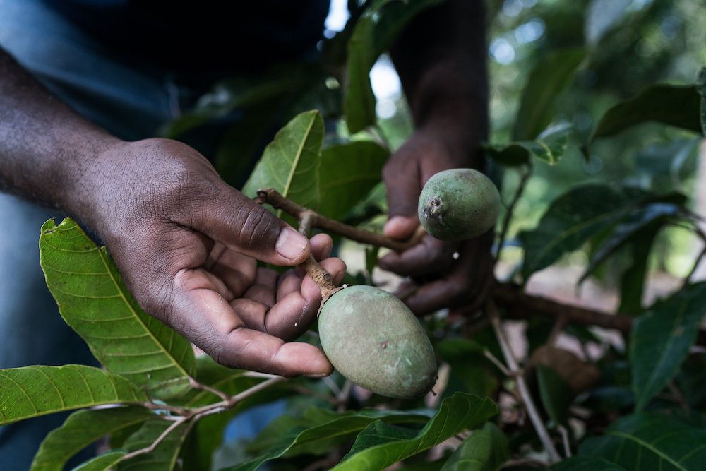 Ngali Nut Farming in the Solomon Islands