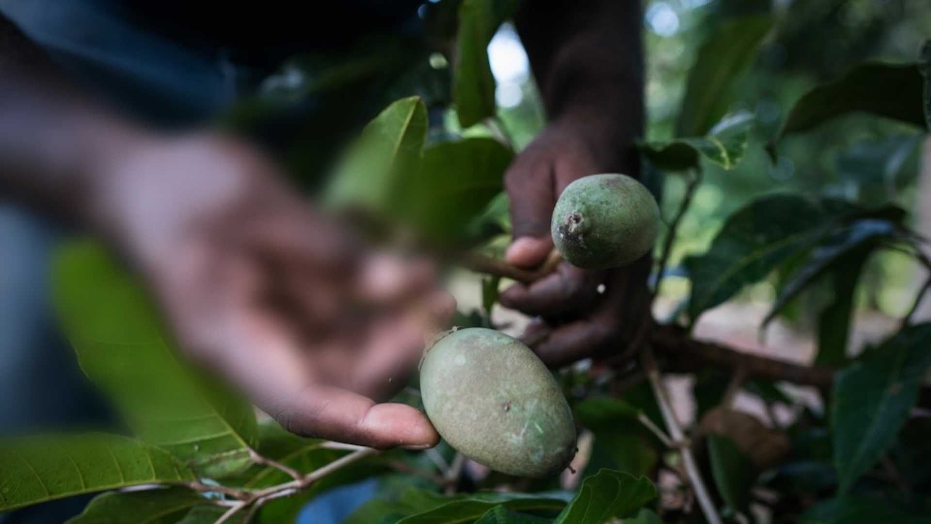 Ngali Nut Farming in the Solomon Islands