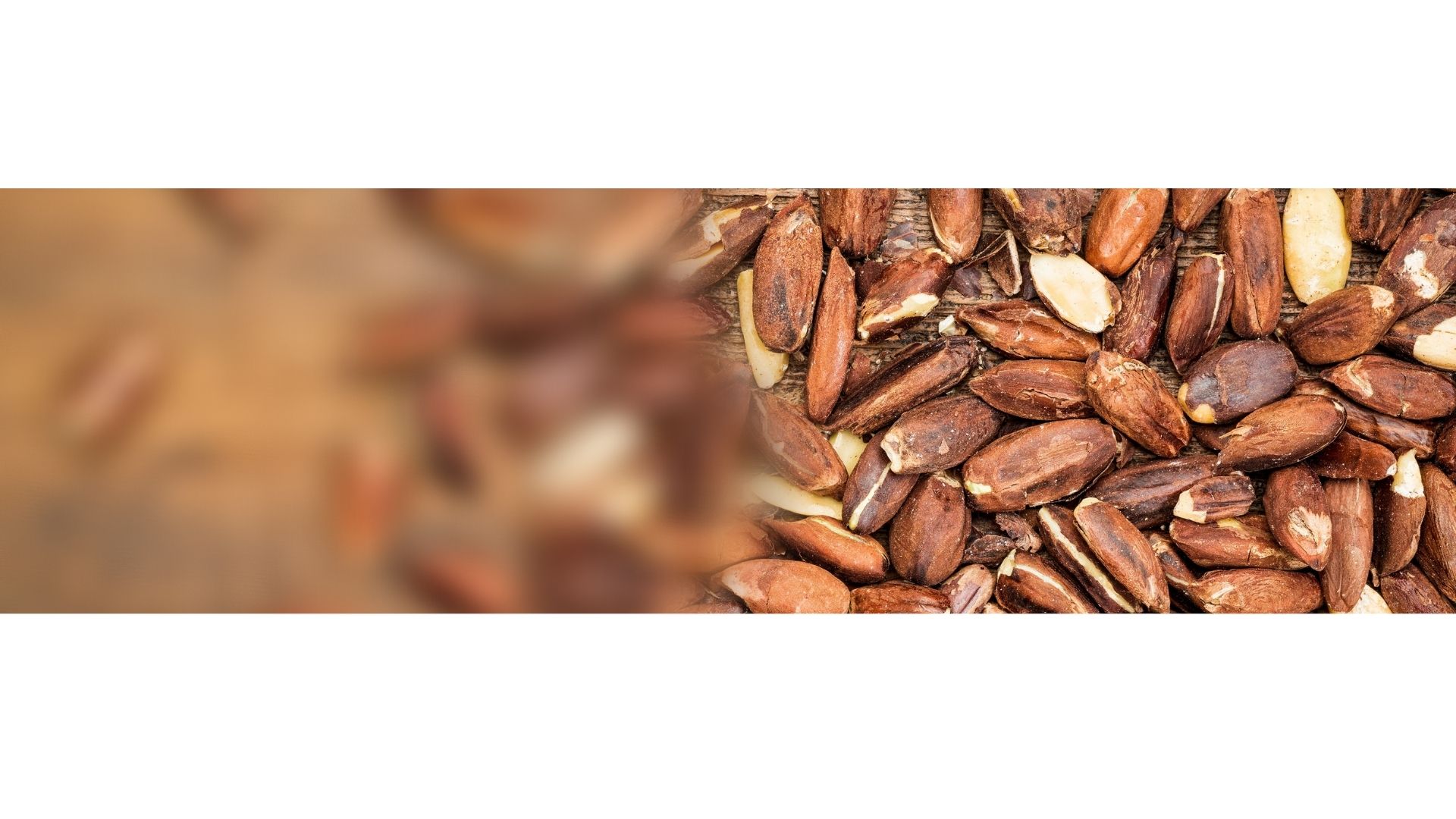 Ngali Nut Grading and Inspection in Solomon Islands